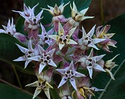 Asclepias speciosa - Showy Milkweed